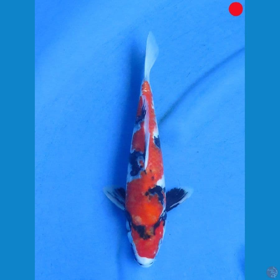 Showa - 27cm