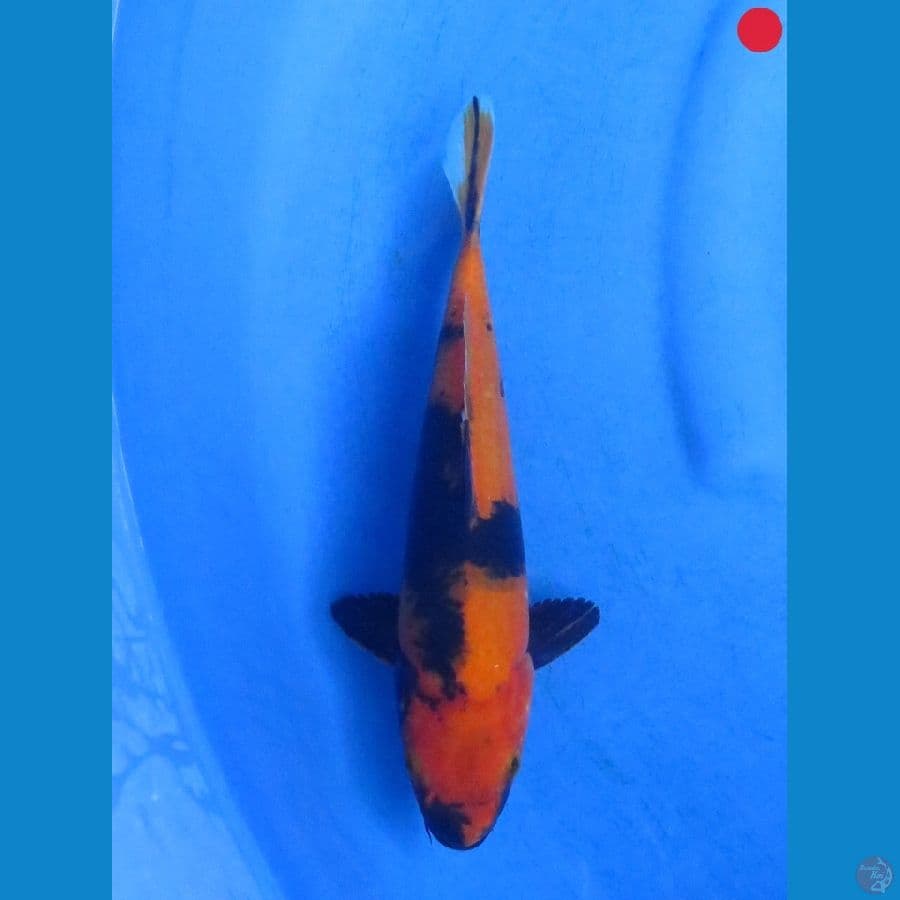Utsuri - 28cm