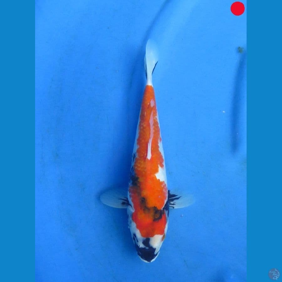 Showa - 29cm