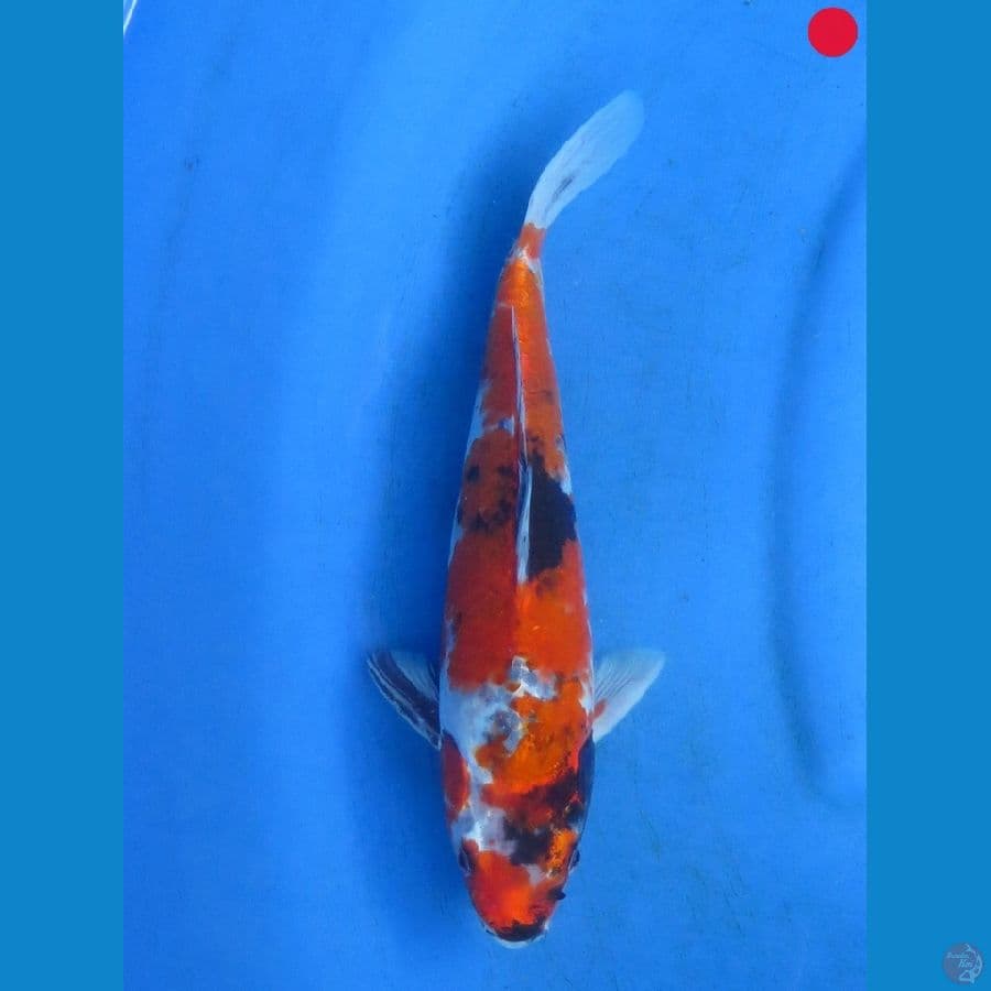 Showa - 28cm 