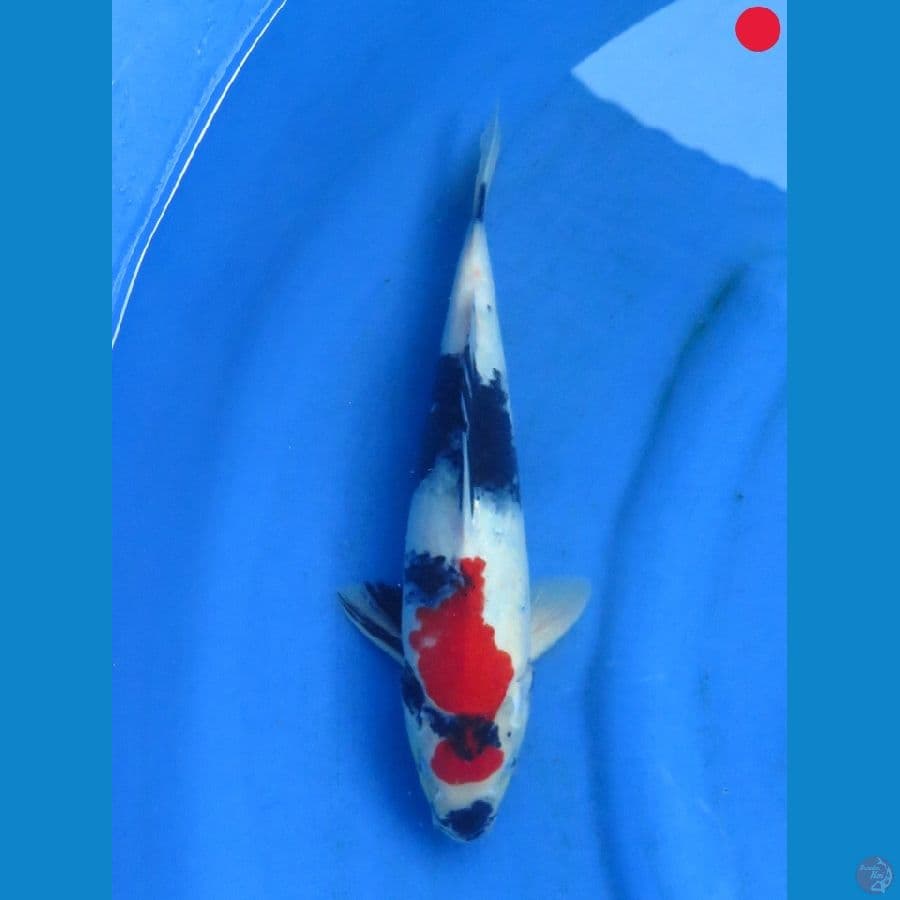 Showa - 32cm