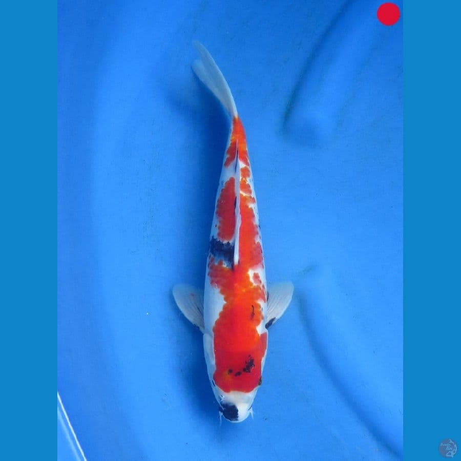 Showa - 32cm