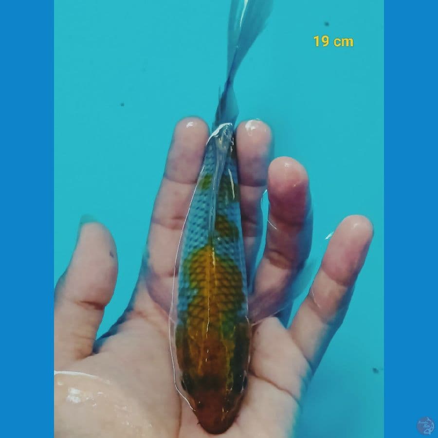 Kumpay Ochiba 19 cm