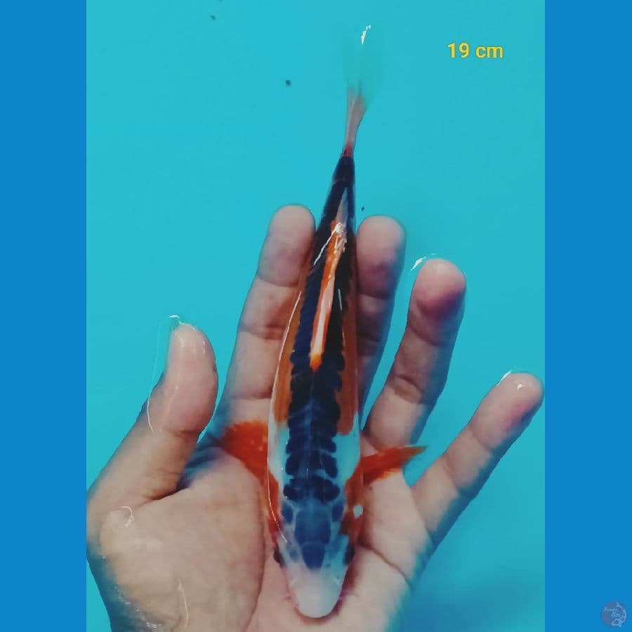 Bahan 19 cm