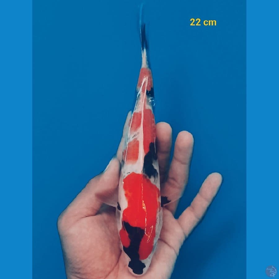 Showa 22 cm