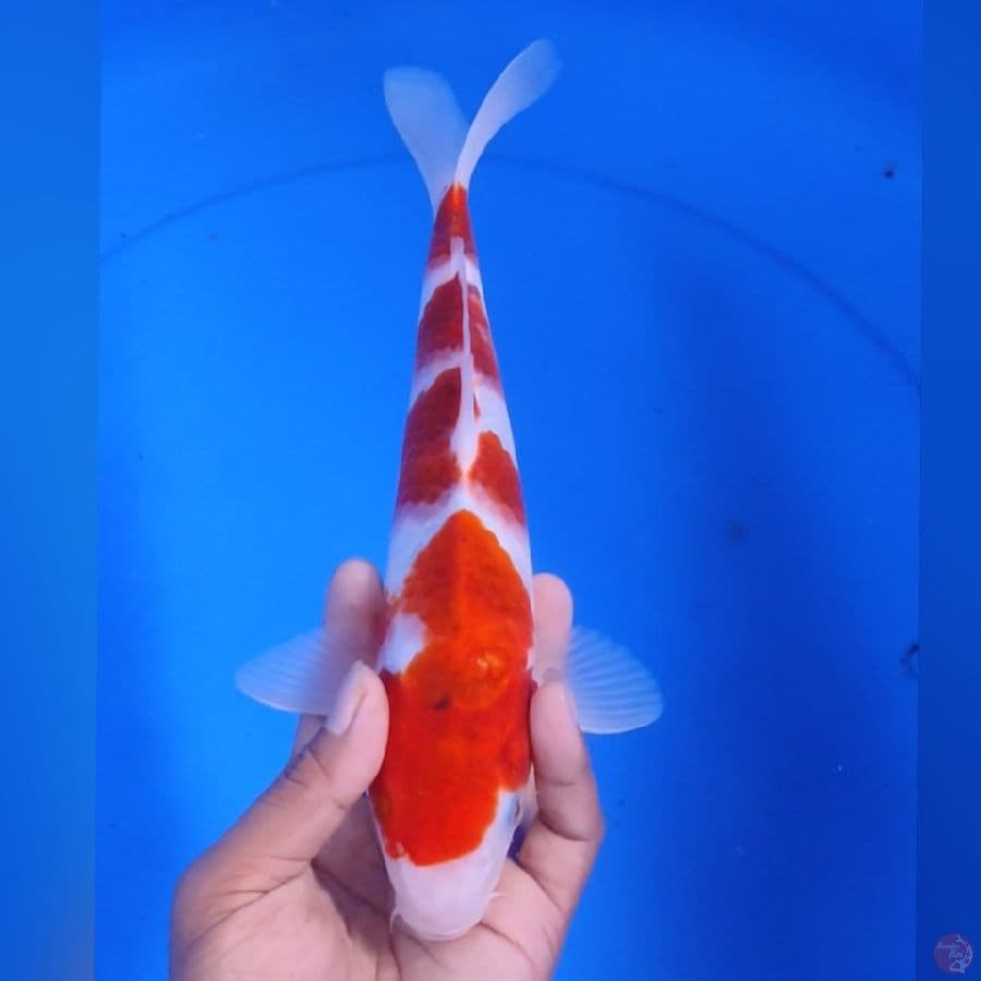 Ai goromo 28cm