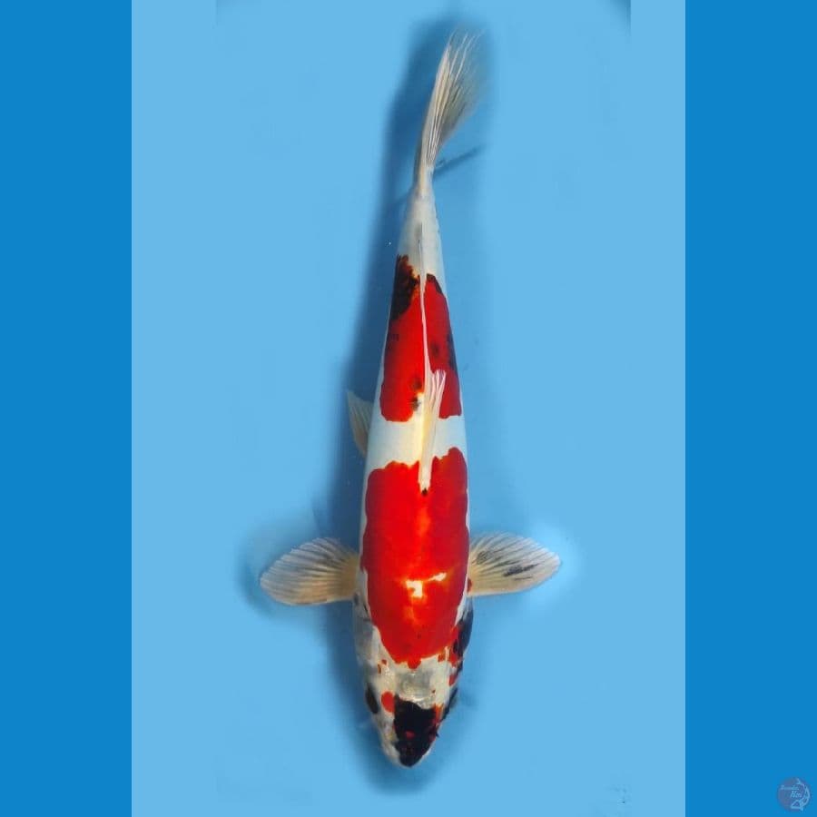 BENYKIKO MERAH STRONG //35CM.MALE