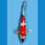 BENYKIKO MERAH STRONG //35CM.MALE