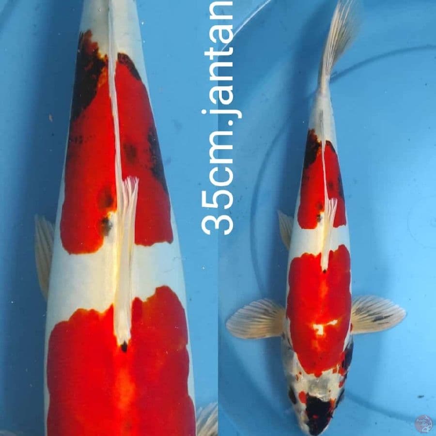 BENYKIKO MERAH STRONG //35CM.MALE