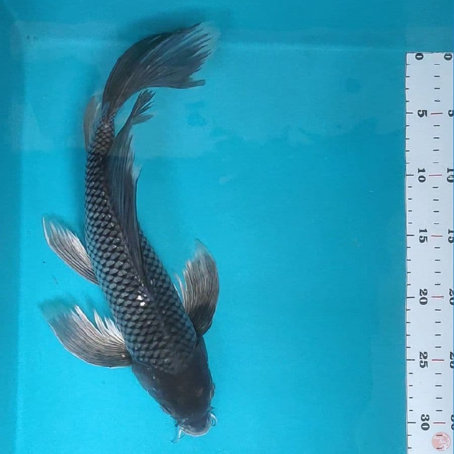 kumpay soragoi 36cm