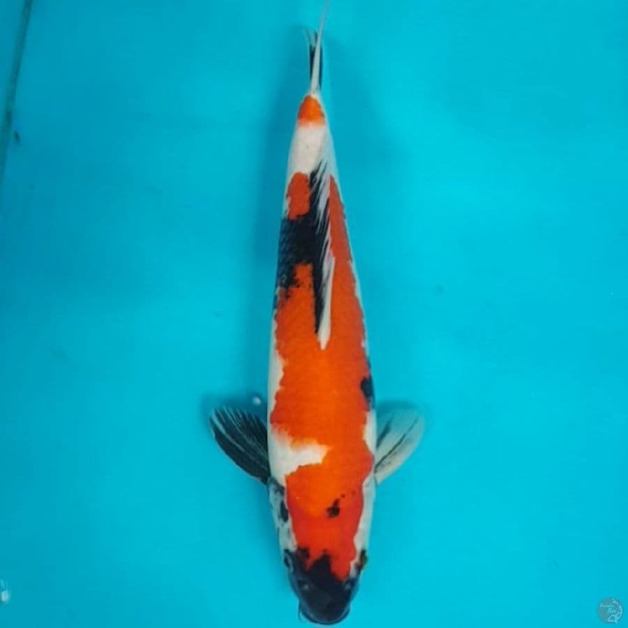 SHOWA 35 CM MALE