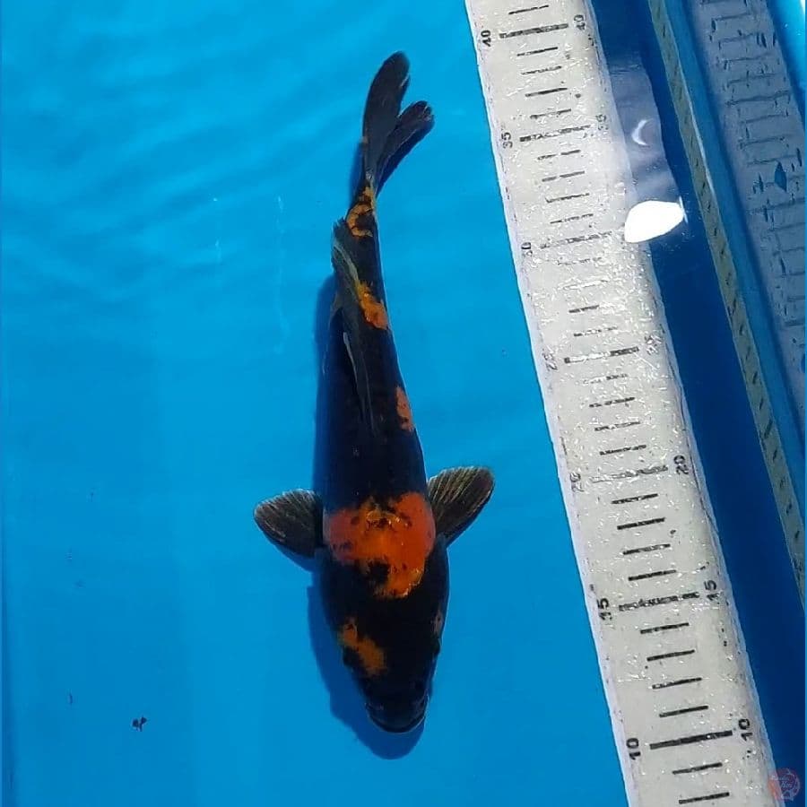 HI UTSURI 26 CM