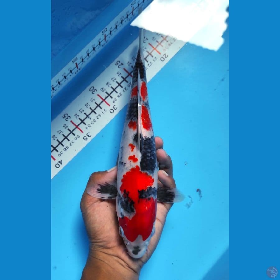 SHOWA 28CM
