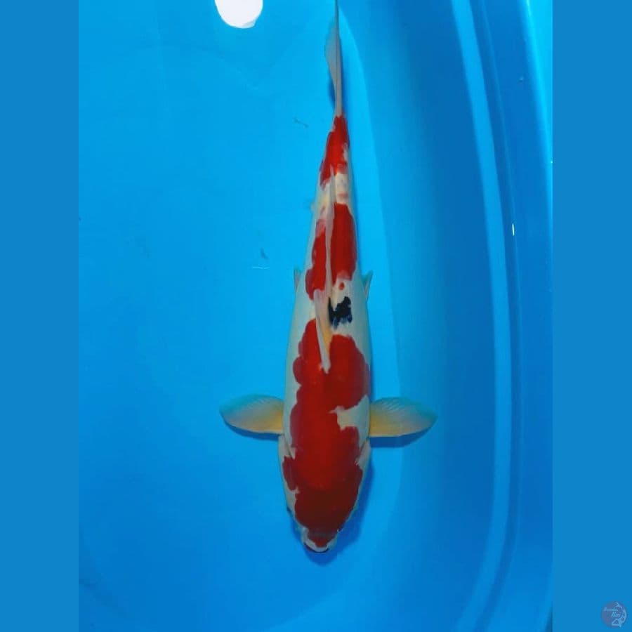 sanke 46 cm