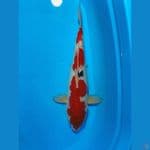 sanke 46 cm