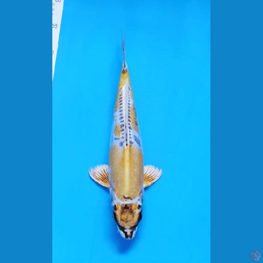 kiko 34cm male
