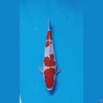 kohaku 32cm fml