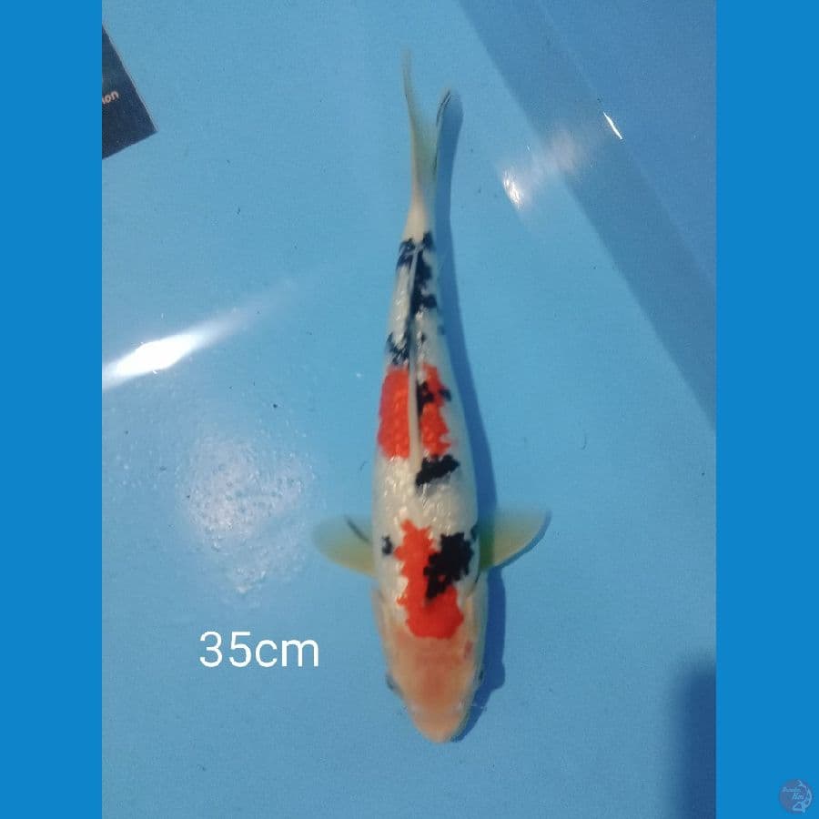 sanke ginrin 35 cm