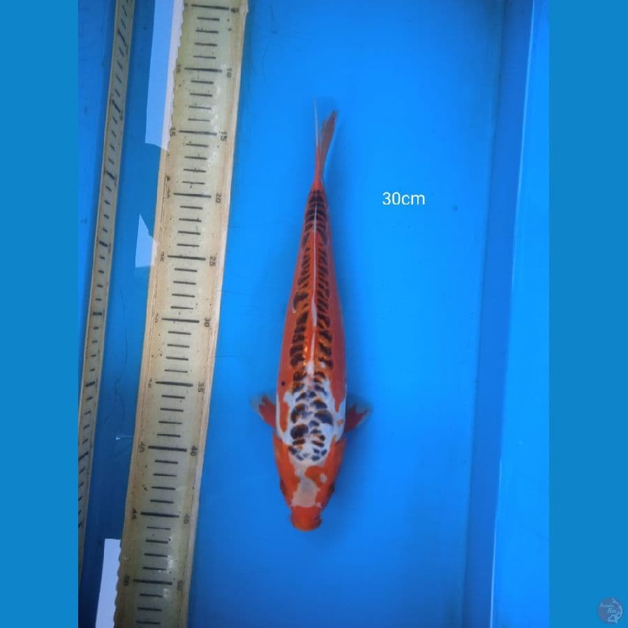 shusui 30cm