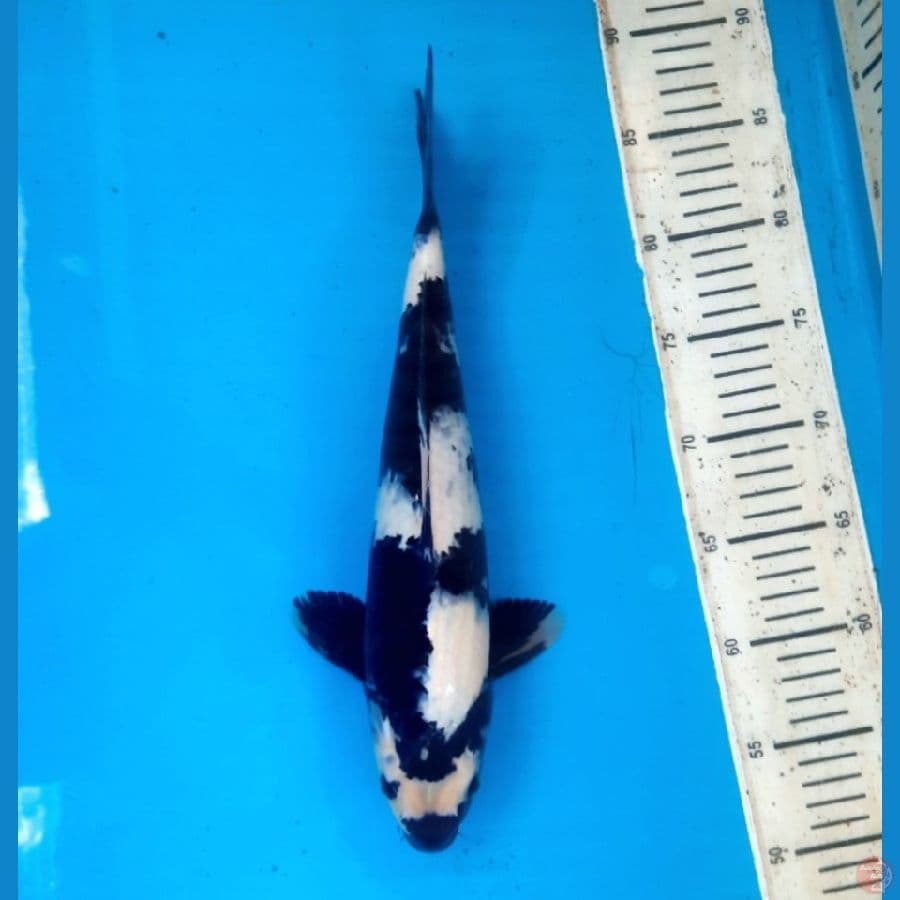 Shiro 32cm Male