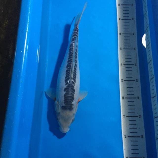 Jumbo Shusui