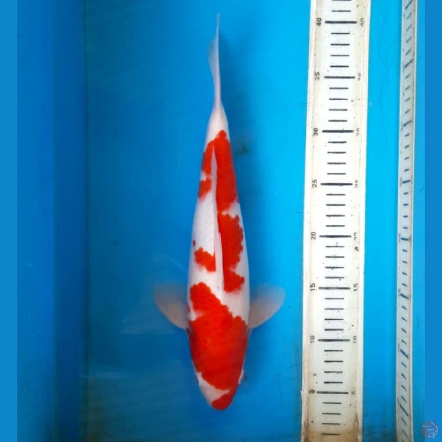 Kohaku 33cm Female