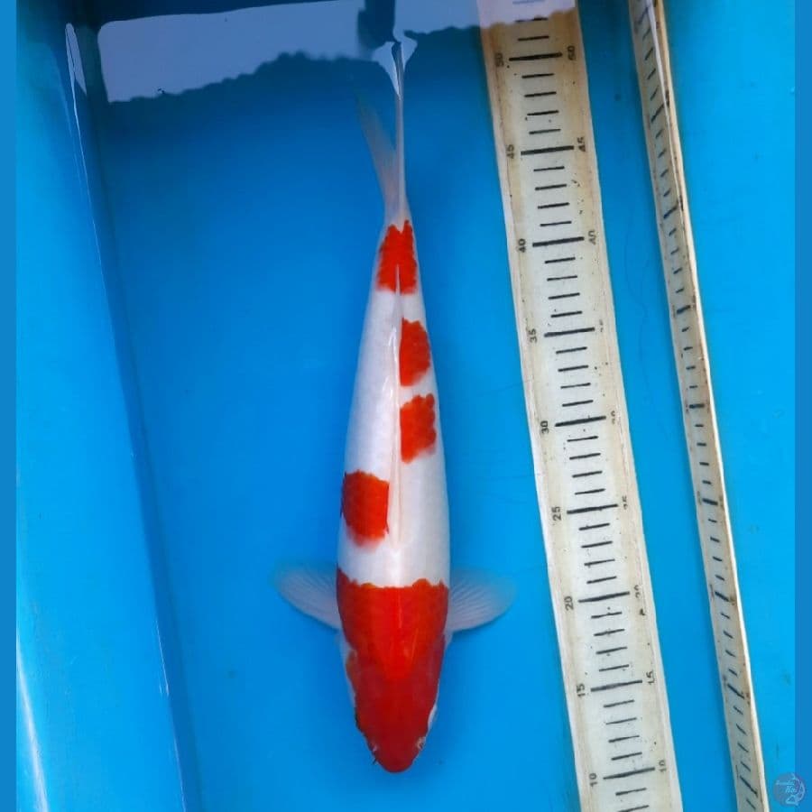 Kohaku 35cm Male