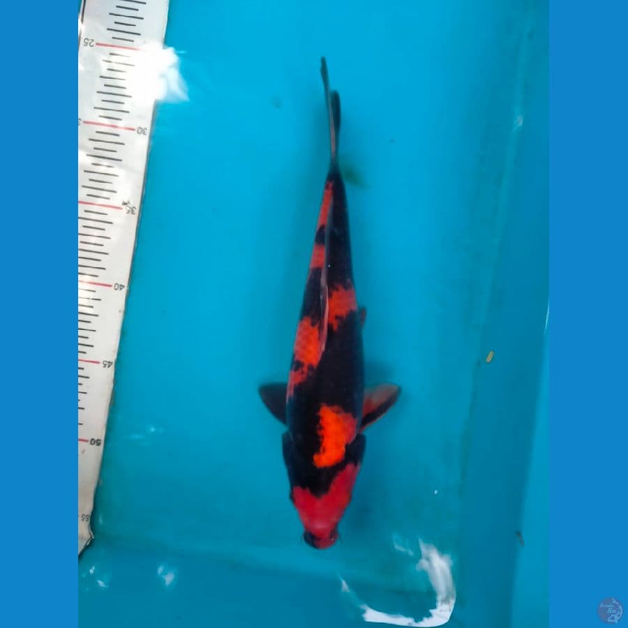 Hiutsuri SQ 25 cm