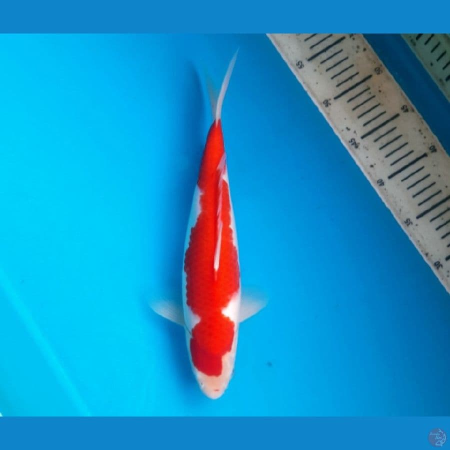 Stright Kohaku 33cm Female