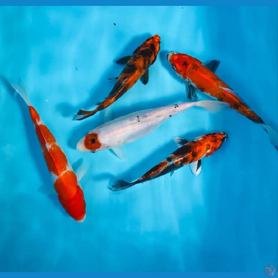 mix koi 20bu
