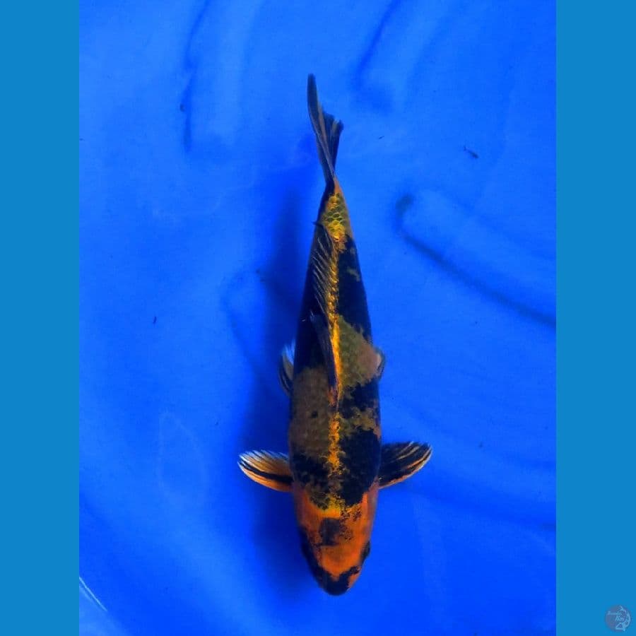 34cm , Kin Utsuri SQ