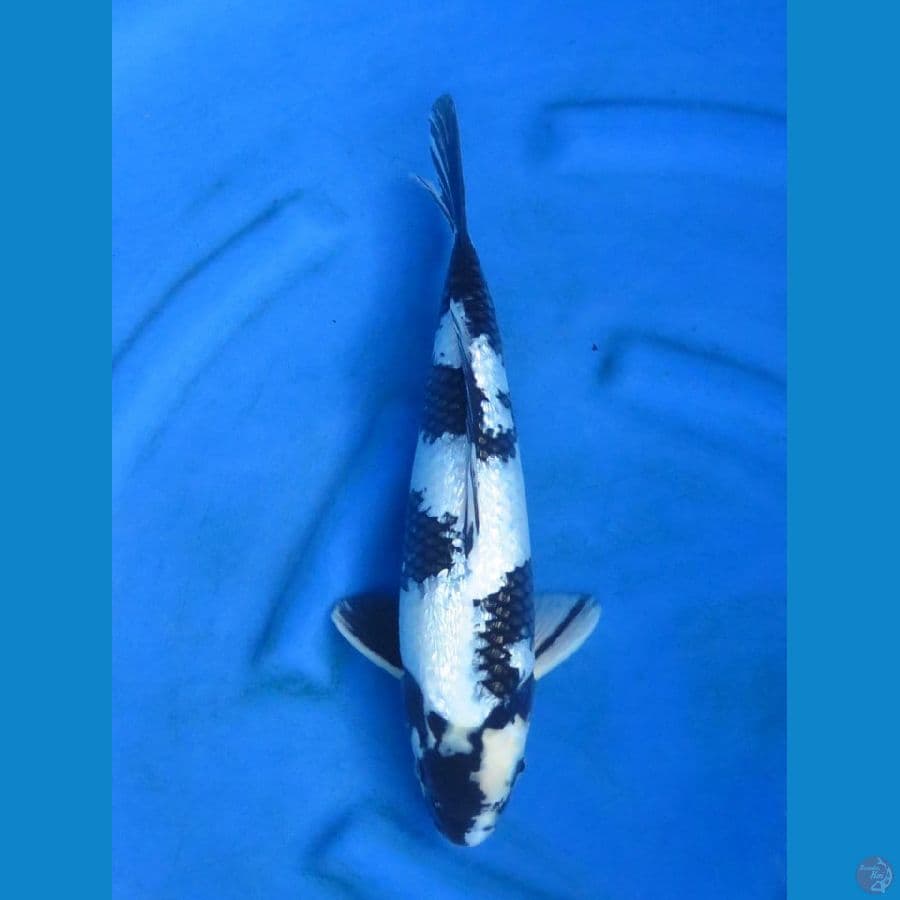Shiro Gingrin Sq 38cm