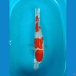KOHAKU female 55cm