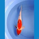 showa 42cm