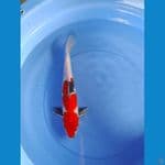 showa 38cm