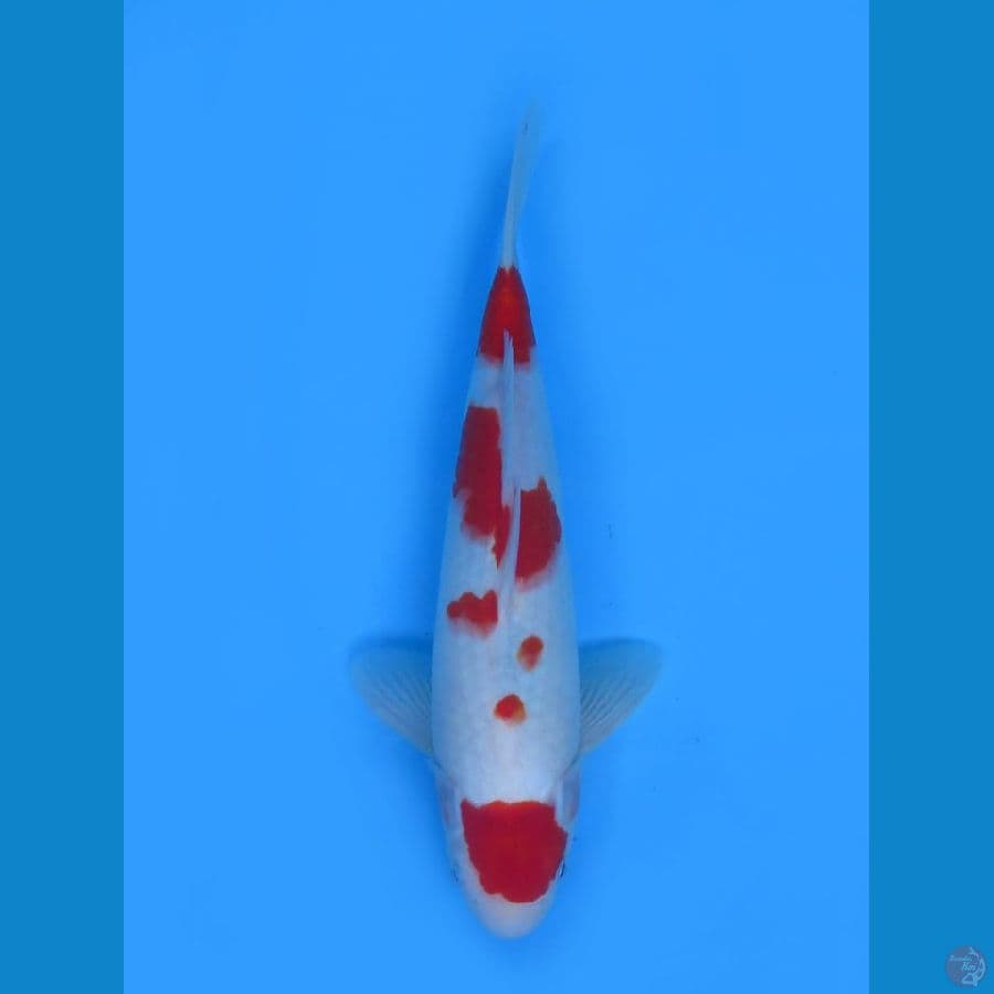 maruten kohaku