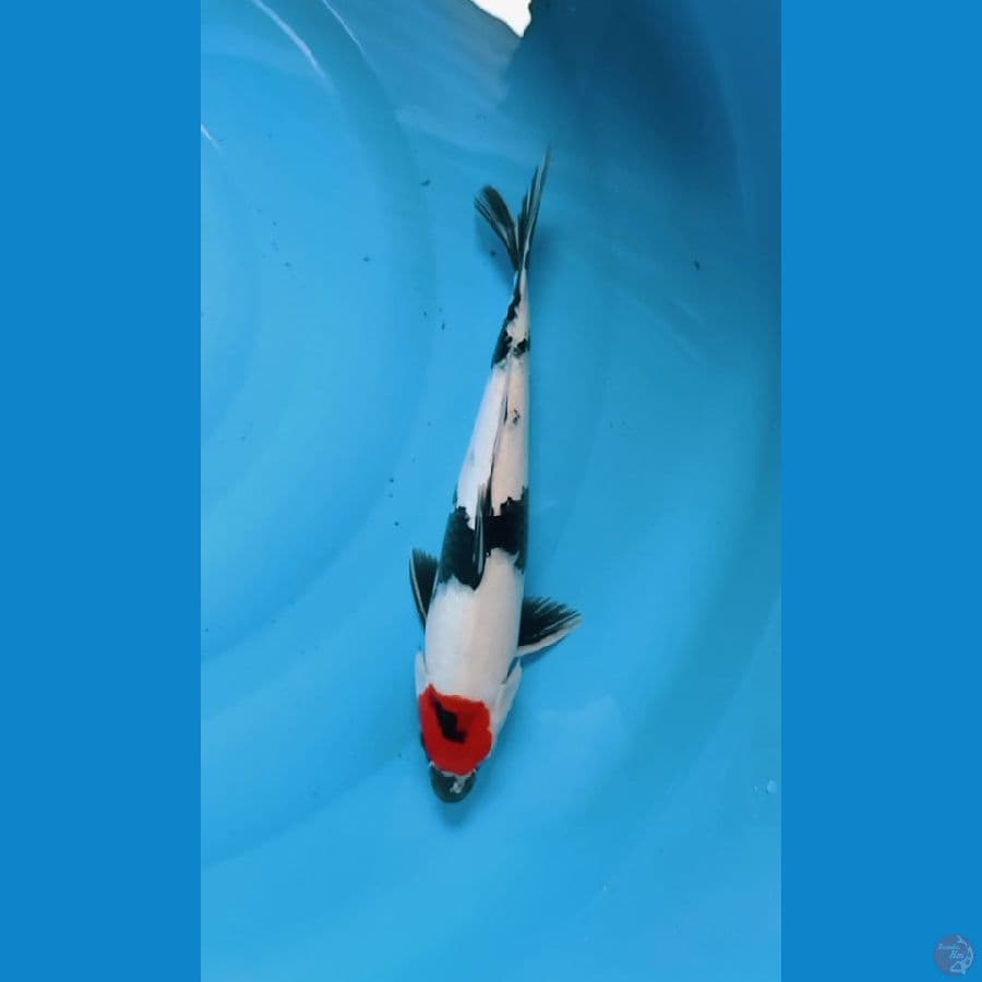 Tancho showa 32cm