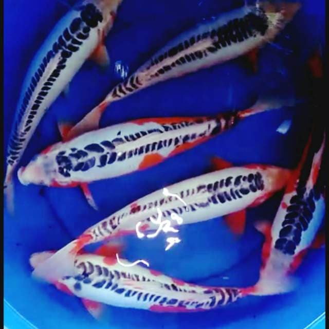 Super shusui 33cm ad 37cm semua bagus