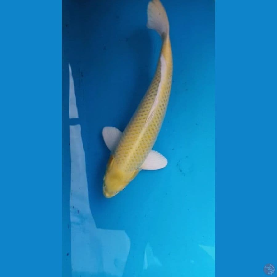 Ogon 51cm