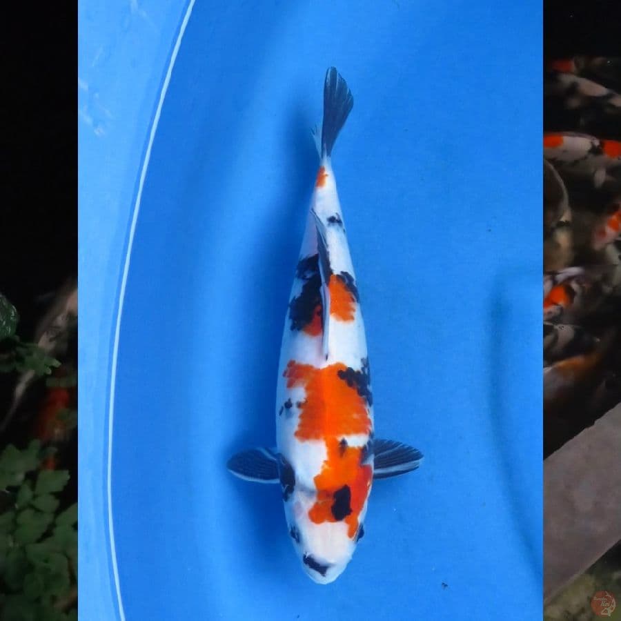 27cm Kindai Showa 