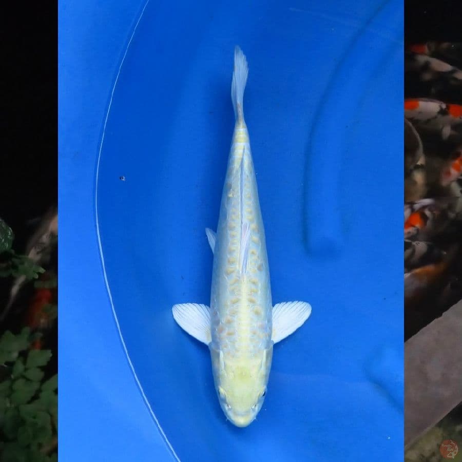 40cm Ogon Aragoke