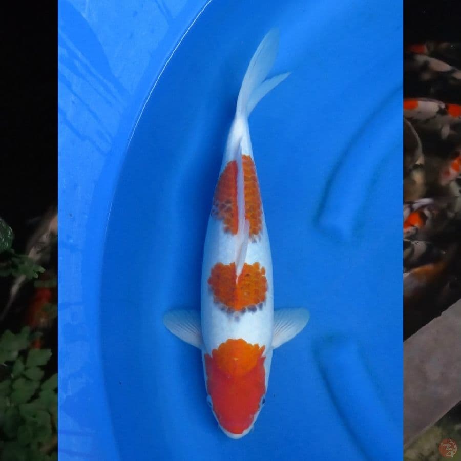 42cm , Sandan Ai Goromo