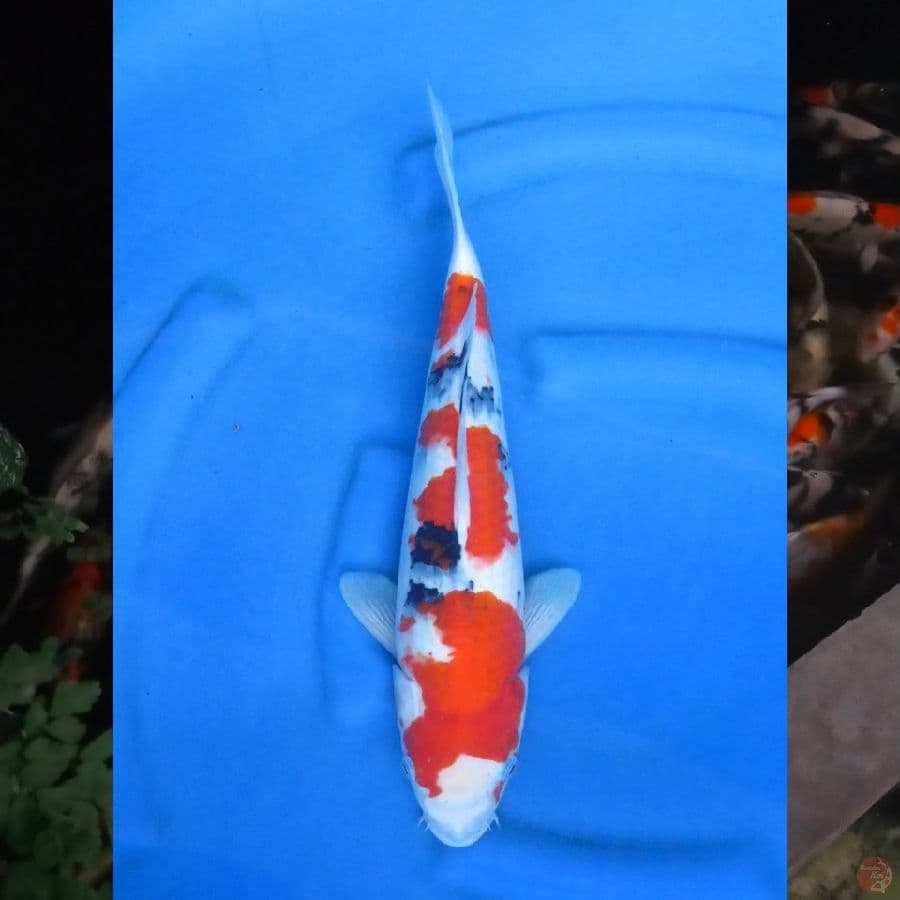 39cm , Sanke Tategoi