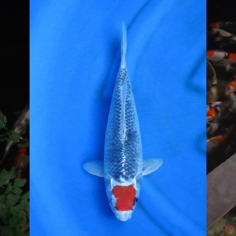 35cm , Tancho Goshiki