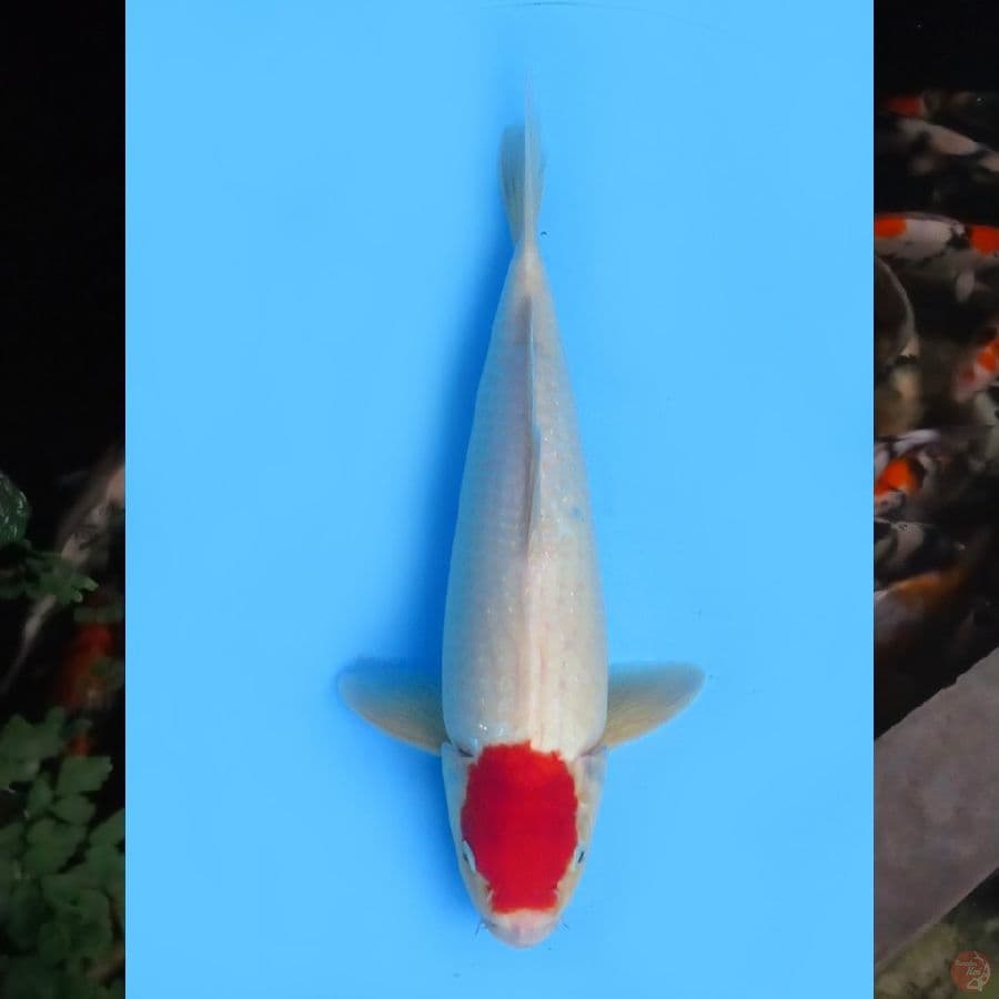 38cm , Tancho Kohaku Ori