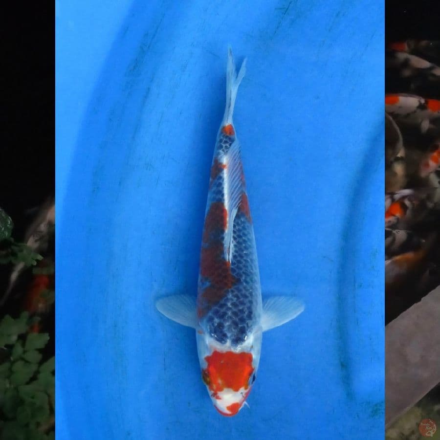 25cm , Maruten Goshiki