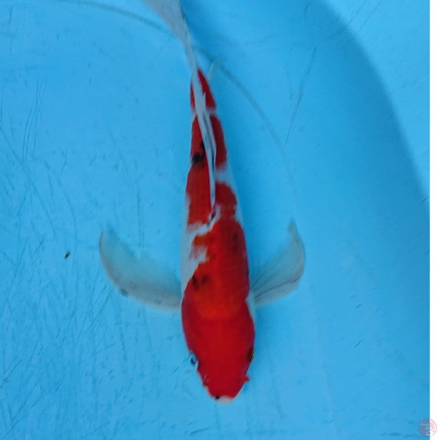 KUMPAY SANKE 30 CM