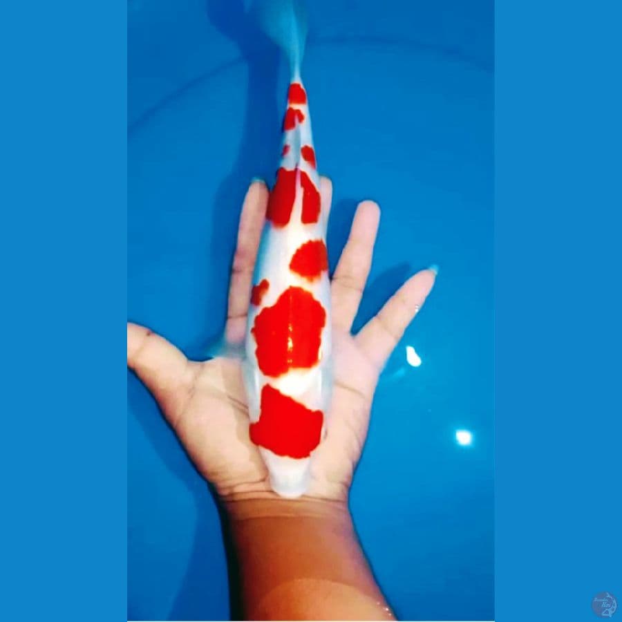 Kohaku HQ Original,28cm
