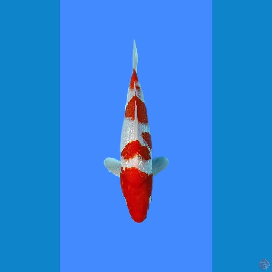 KOHAKU FULL GINRIN 25CM