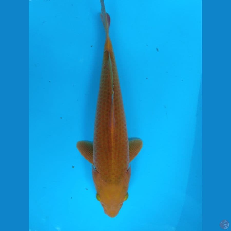 karamel 35cm (male)